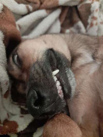 Hier ist der Spaßthread. Zum Schmunzeln und Kaputtlachen-Beitrag-Bild