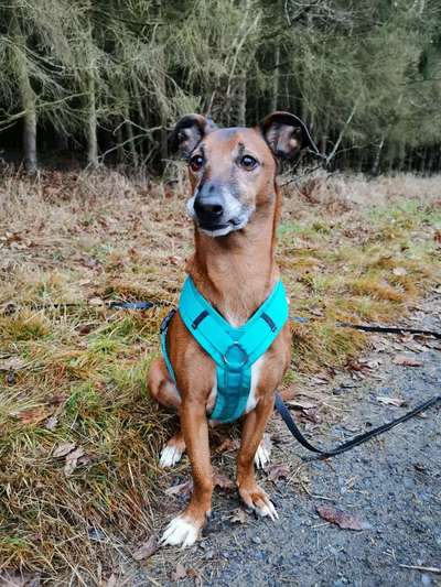 Podencomischling oder Podenco-Beitrag-Bild