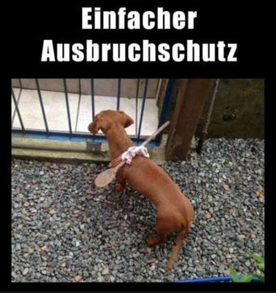 Hier ist der Spaßthread. Zum Schmunzeln und Kaputtlachen-Beitrag-Bild