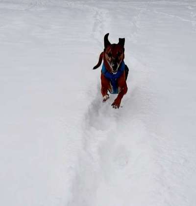 Die Dogorama Kalender Challenge Teil 2/4-Beitrag-Bild