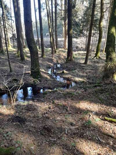 Die wunderschöne Welt mit Hund.-Beitrag-Bild