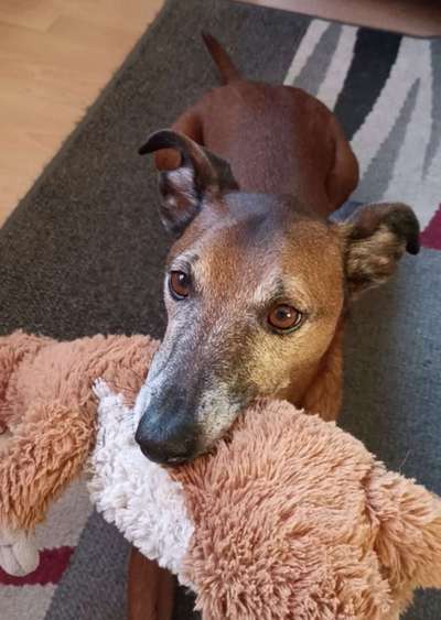 Dogorama Photo Challenge - Apportieren-Beitrag-Bild