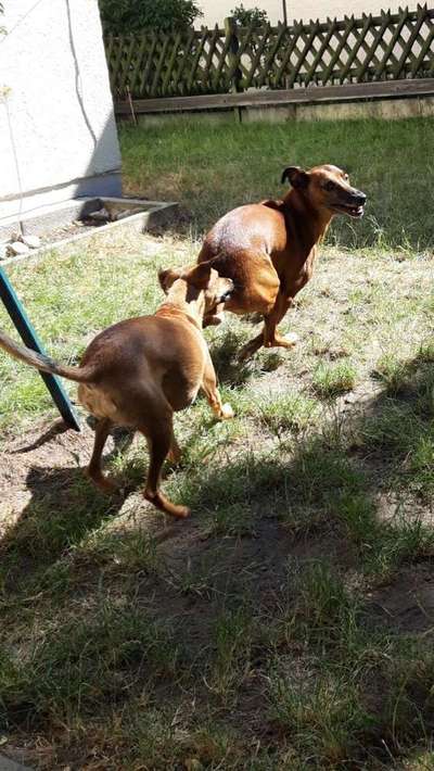 Zeigt mal die schönsten Bilder von euren Hunden !-Beitrag-Bild