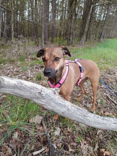 Die Dogorama Kalender Challenge Teil 1/4-Beitrag-Bild