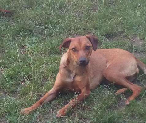 Challenge: Rate den Charakter und die Rudelposition eines Hundes-Beitrag-Bild