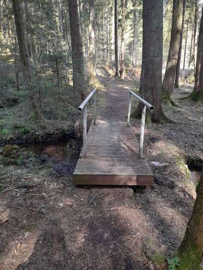 Die wunderschöne Welt mit Hund.-Beitrag-Bild