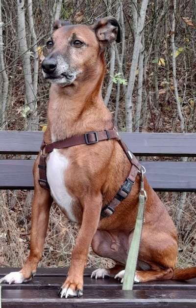 Challenge: Rate den Charakter und die Rudelposition eines Hundes-Beitrag-Bild