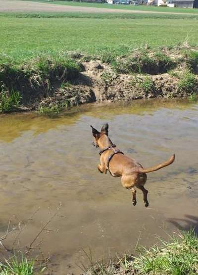 Windhunde - Treffen der besonderen Schönheiten
HERZLICH WILLKOMMEN-Beitrag-Bild