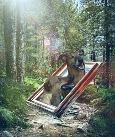 Photomontagen mit Hund-Beitrag-Bild