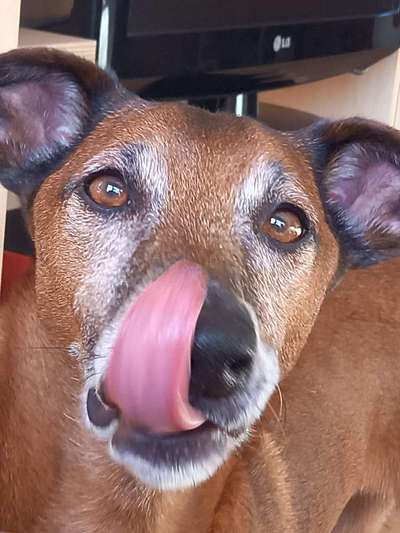 Fotochallenge Nr. 59 - Mein Hund zeigt die Zunge-Beitrag-Bild