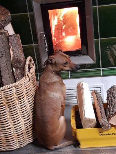 Dein Hund im Dogorama-Kalender 2021-Beitrag-Bild