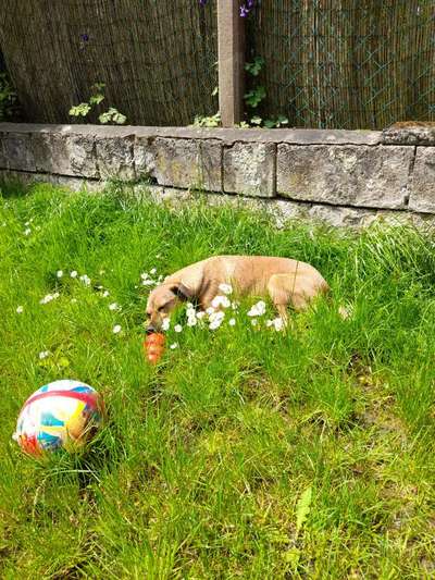 Die Dogorama Kalender Challenge Teil 3/4-Beitrag-Bild