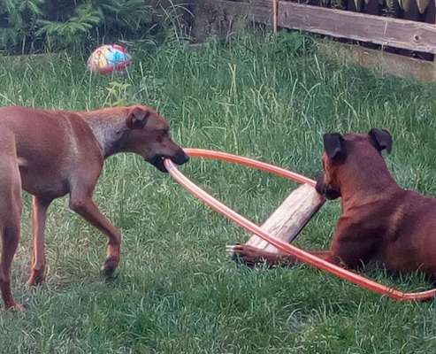 Dein Hund im Dogorama-Kalender 2021-Beitrag-Bild