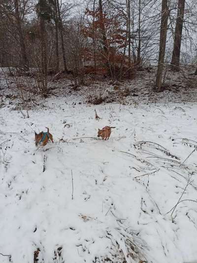 Fotochallenge 61 ~ Schnee-Beitrag-Bild