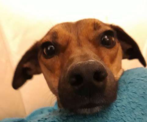 Zeigt her eure Hundenasen-Beitrag-Bild