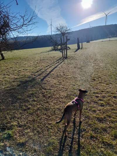 Fotochallange Nr. 46

Schattenspiele BEENDET!!!!!-Beitrag-Bild