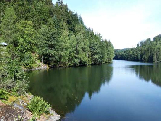 Die wunderschöne Welt mit Hund.-Beitrag-Bild