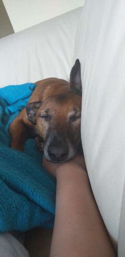 Windhunde - Treffen der besonderen Schönheiten
HERZLICH WILLKOMMEN-Beitrag-Bild