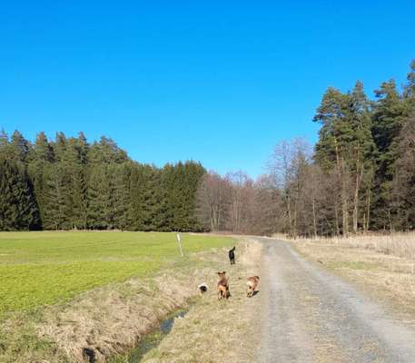 Die wunderschöne Welt mit Hund.-Beitrag-Bild