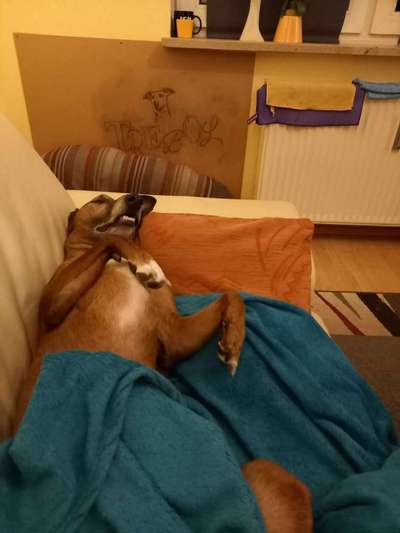 Windhunde - Treffen der besonderen Schönheiten
HERZLICH WILLKOMMEN-Beitrag-Bild