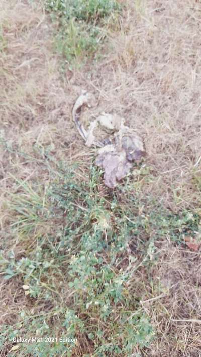 Giftköder-Gedärme im Albanpark-Bild