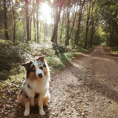 Hundetreffen-Spaziergang, Training & Spiel