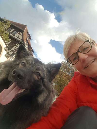 Spitz--Zwergspitz--kleinspitz---mittelspitz----Großspitz--Wolfsspitz-Beitrag-Bild