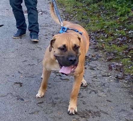 Dogo Argentino Freunde-Beitrag-Bild