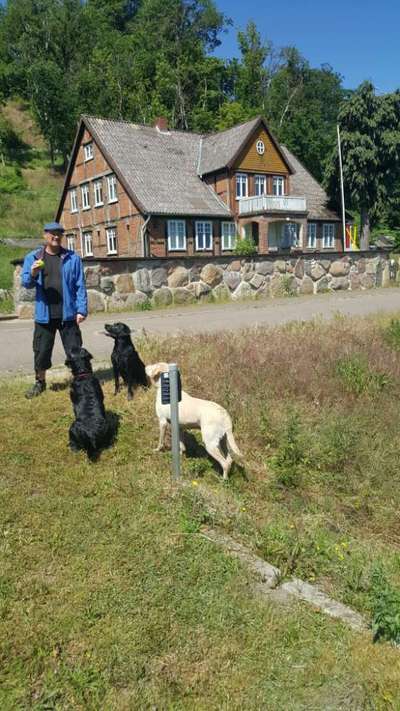 Sicheres Schwimmen mit Hund - Eure Erfahrungen und Tipps-Beitrag-Bild