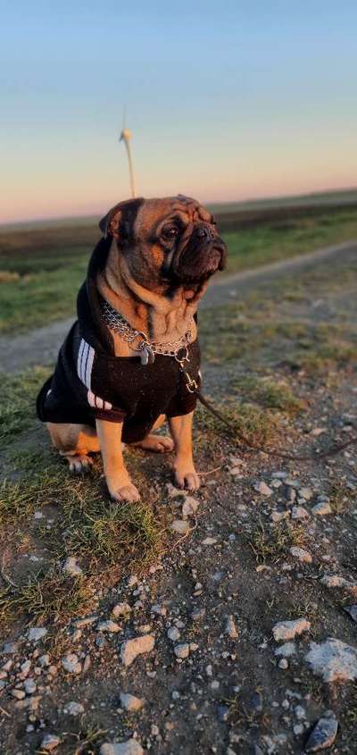 Die Dogorama Kalender Challenge 4/4-Beitrag-Bild