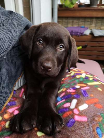 Hundetreffen-Welpentreffen zur Sozialisierung-Bild