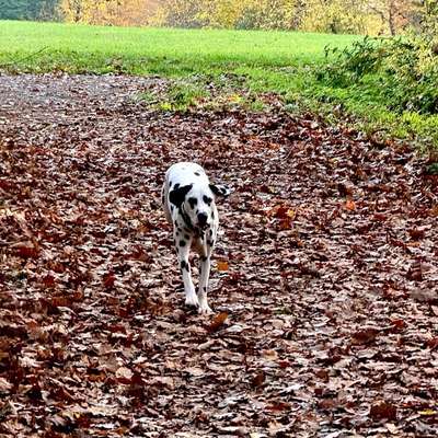 Hundetreffen-Gemeinsame Gassirunde 🐕🐾-Bild