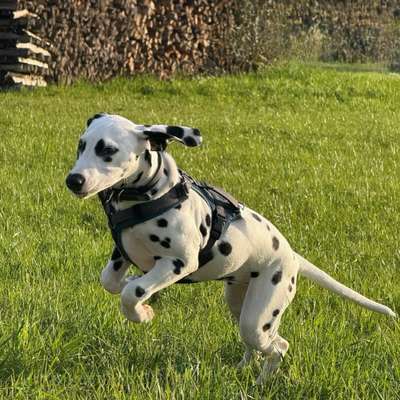 Hundetreffen-Hundefreunde und Gassirunde 🐕🐾-Bild
