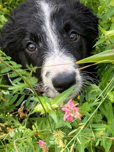 Die Dogorama Monats Challenge "Es grünt und blüht"-Beitrag-Bild