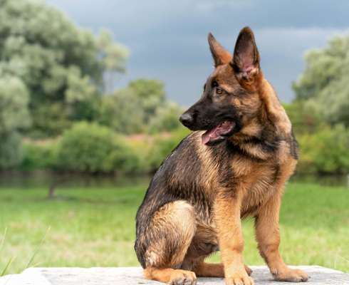 Schäferhund-Fans?-Beitrag-Bild