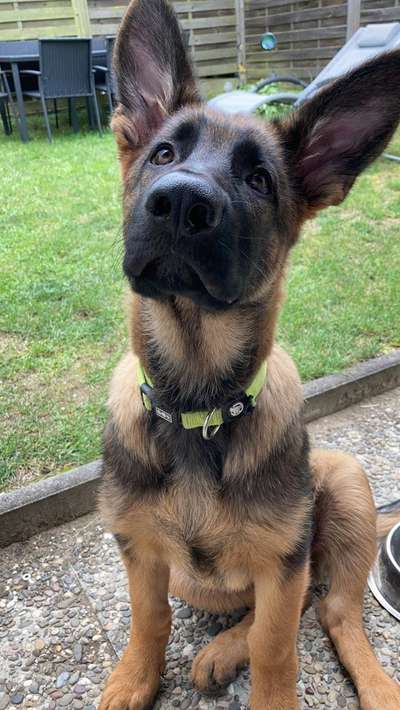 Welpen Bilder !-Beitrag-Bild