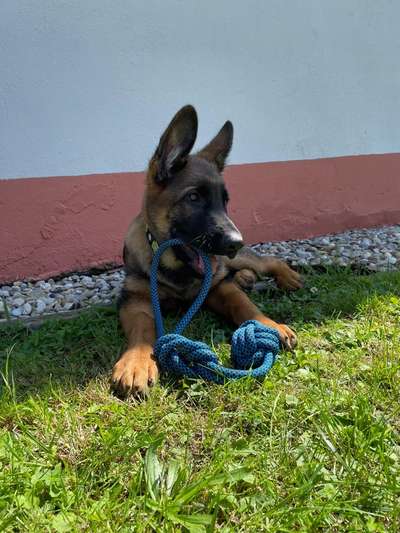 Die Dogorama Wochen Challenge-Beitrag-Bild