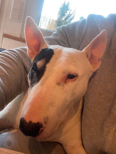 Miniatur Bull Terrier-Beitrag-Bild