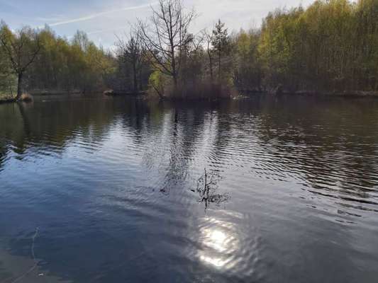 Hundeauslaufgebiet-Ohligser Heide-Bild