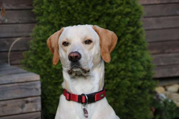 Dogorama Photo Challenge - Portrait-Beitrag-Bild