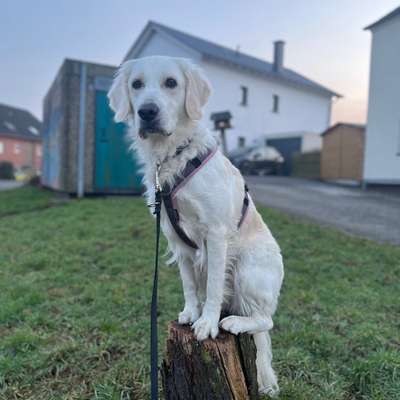 Hundetreffen-Trainingspartner für ruhige Spaziergänge und Training gesucht-Bild