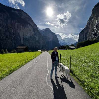 Hundetreffen-Gemeinsames Training und Spaziergänge