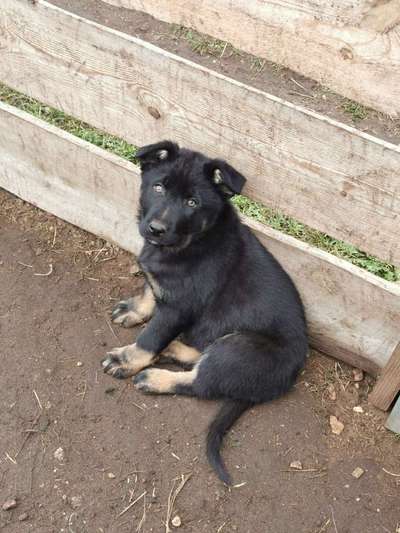 Welpen Bilder !-Beitrag-Bild