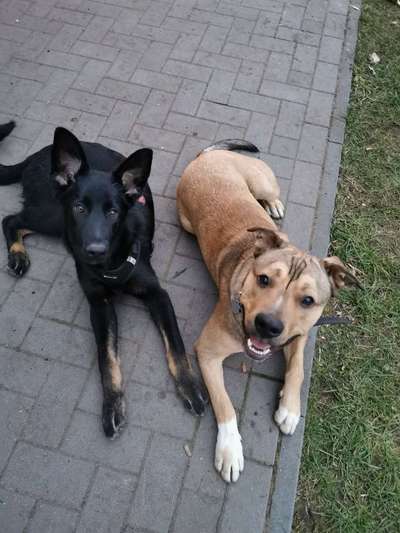 Die Dogorama Wochen Challenge "Friends will be Friends"-Beitrag-Bild