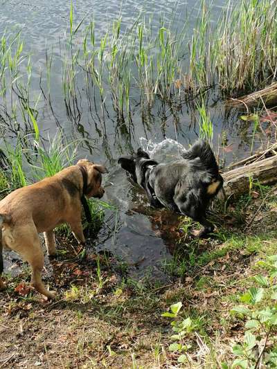 Dogorama-Monats-Challenge-Mai "Wasser"-Beitrag-Bild