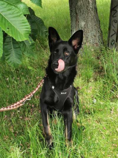 Zeige das lustigste Bild eures Hundis-Beitrag-Bild