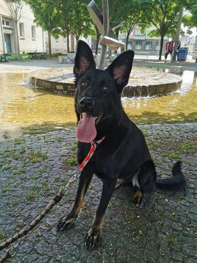 Schäferhund-Beitrag-Bild