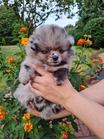 Die Dogorama Kalender Challenge Titelbild-Beitrag-Bild