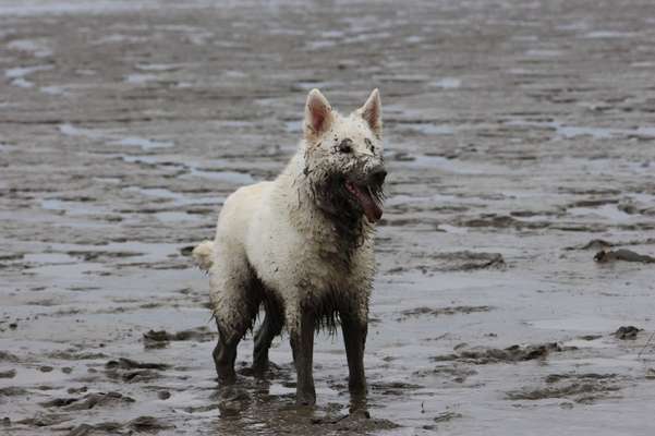 Weißer Schweizer Schäferhund-Beitrag-Bild