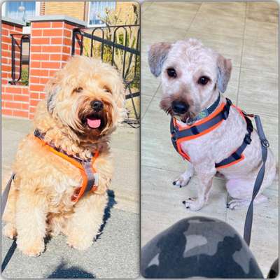 Reinrassige Hunde?-Beitrag-Bild